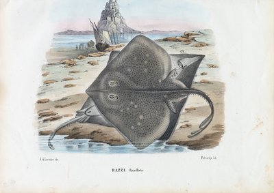 Common Skate, 1863-79 by Raimundo Petraroja